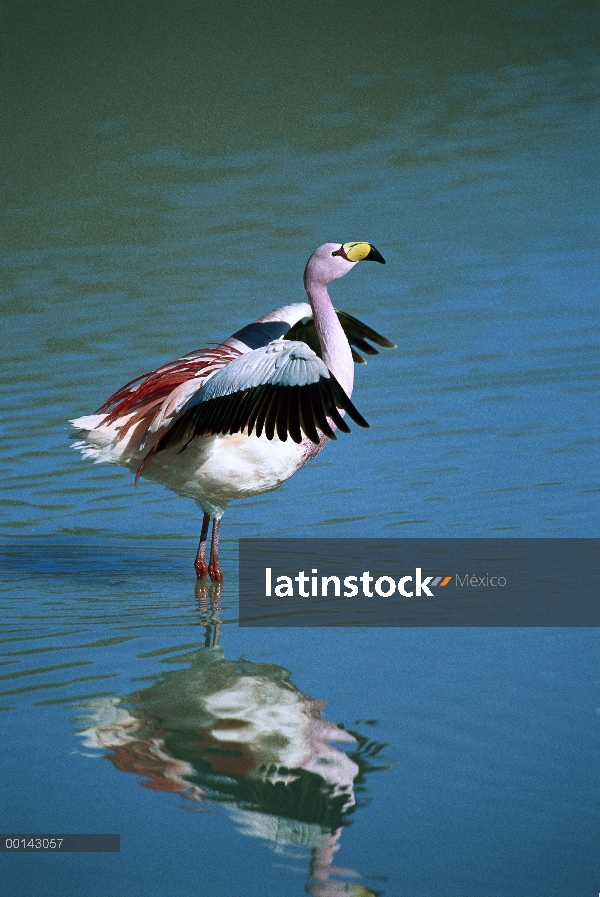 Flamingo del Puna (Phoenicopterus jamesi) raros en Laguna Hedionda desplegando alas como parte de la