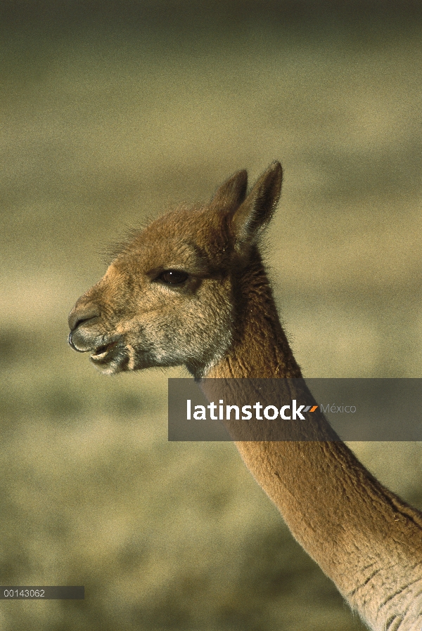 Retrato de Vicuña (Vicugna vicugna), magníficamente adaptada al ambiente desértico de alta Andina, P