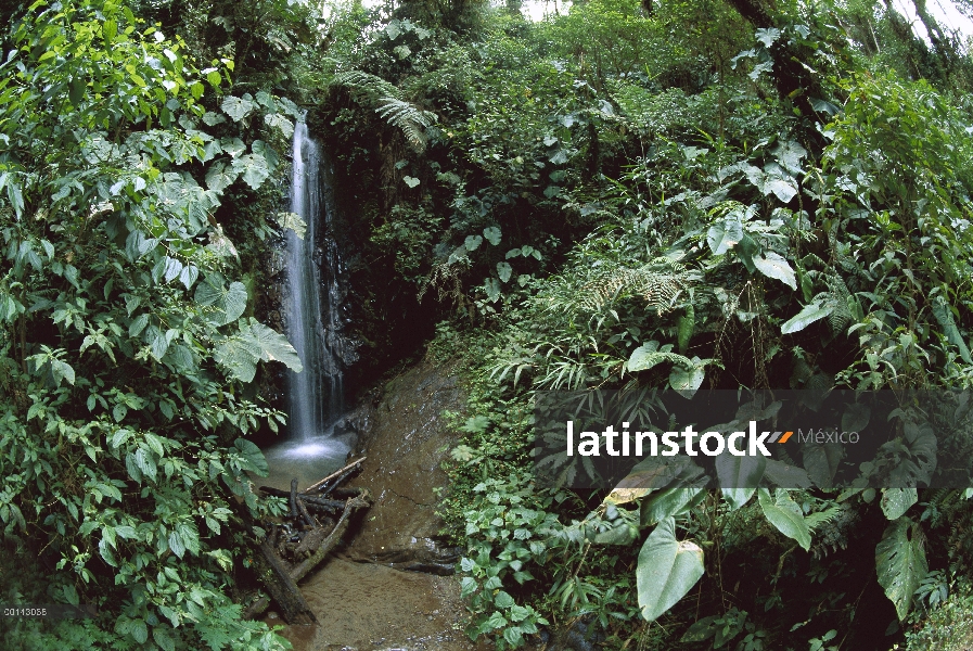 Cascada y densa vegetación en el bosque de nuboso andino a 1.500 a 2.500 metros de altitud en la ver