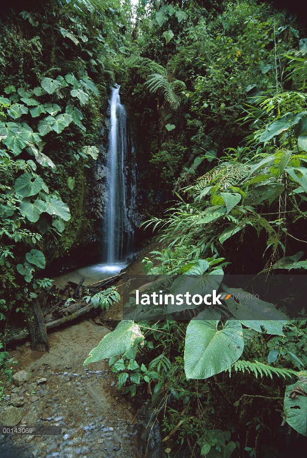 Cascada y densa vegetación en el bosque de nuboso andino en 1.500 a 2.500 metros de altura en la lad