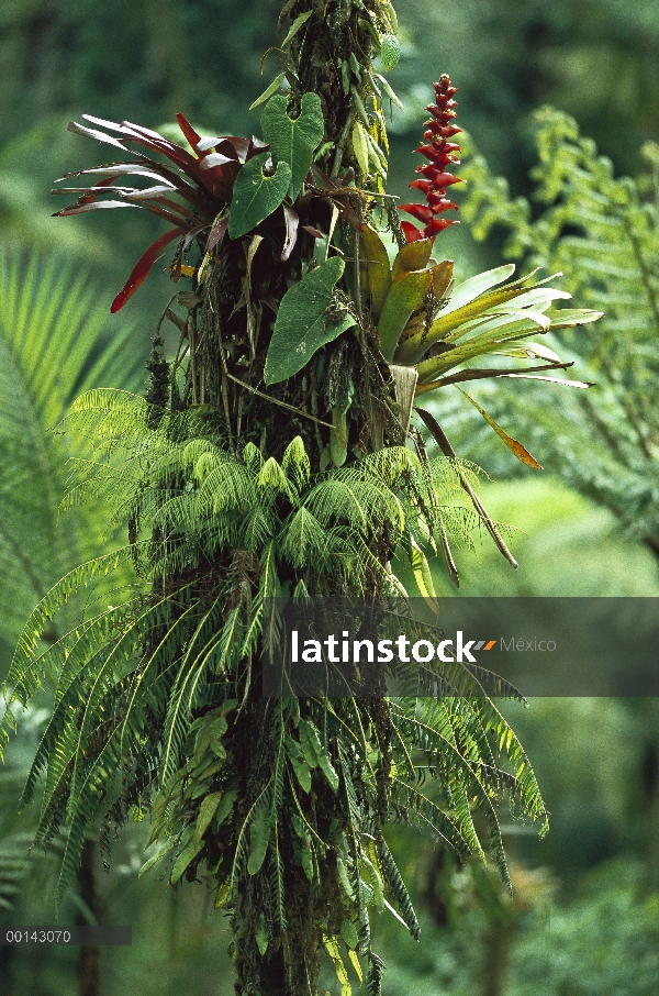 Bromelias en el bosque de nuboso andino a 1.500 a 2.500 metros de altitud en la vertiente occidental