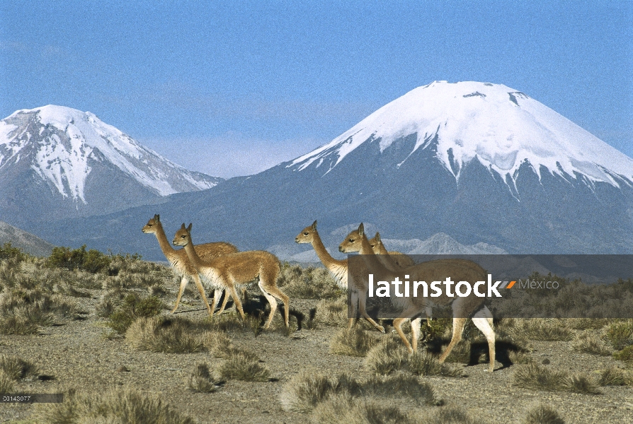 Hato familiar Vicuña (Vicugna vicugna) en el desierto andino nevado volcán de Parincota fondo, Parqu