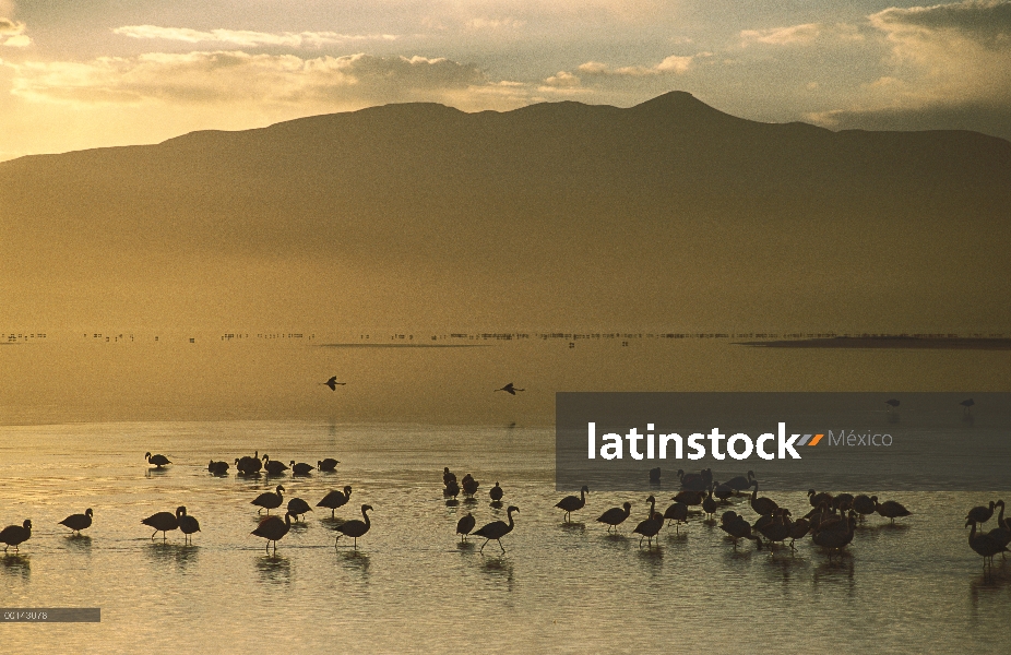 Puna Flamingo (Phoenicopterus jamesi) rara, la multitud vadeando en Laguna Colorada, principal pobla