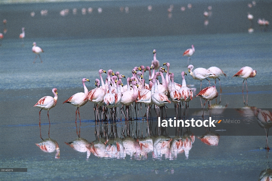 Puna Flamingo (Phoenicopterus jamesi) raro, rebaño realizar coordinado danza de cortejo en Laguna Co