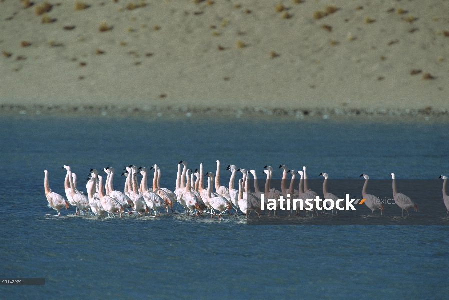 Flamenco chileno (Phoenicopterus chilensis) rebaño realizar sincronizada danza de cortejo en agua du