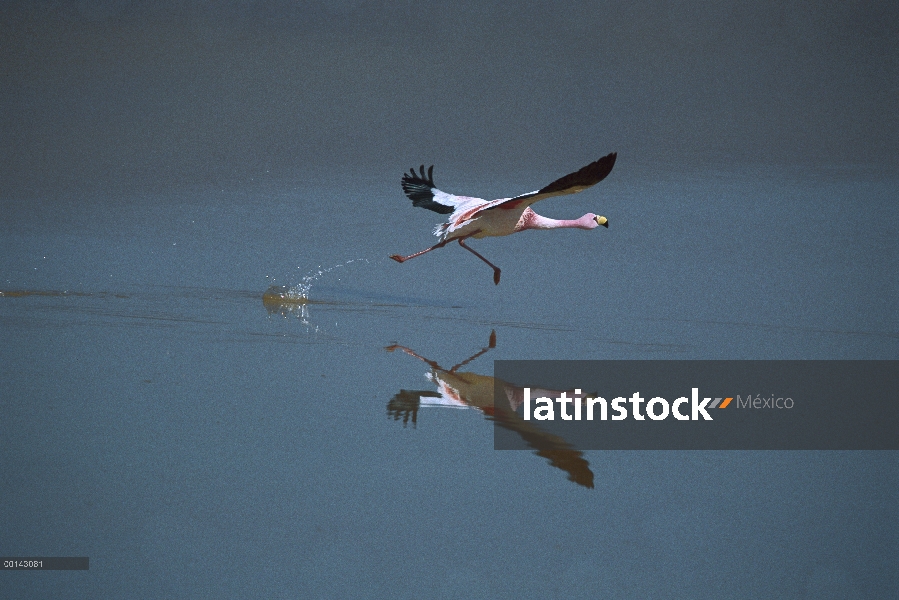 Puna Flamingo (Phoenicopterus jamesi) raro, despegue de rojo lago teñido de algas, por encima de 400