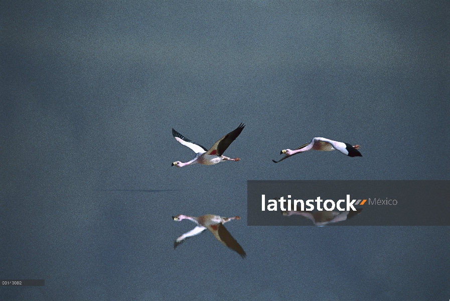 Raro, par de Puna Flamingo (Phoenicopterus jamesi) volando sobre el lago salino teñido rojo de algas