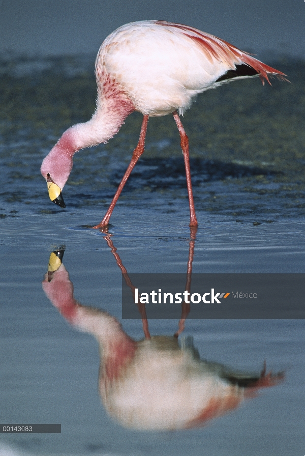 Flamingo del Puna (Phoenicopterus jamesi) raro, alimentación en Laguna Colorada, altamente adaptado 