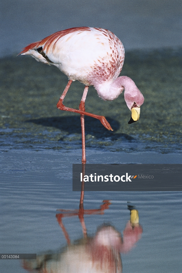 Flamingo del Puna (Phoenicopterus jamesi) raro, alimentación en Laguna Colorada, altamente adaptado 