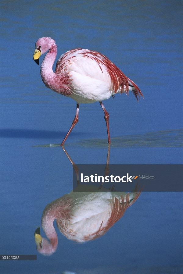 Puna Flamingo (Phoenicopterus jamesi) raro, vadeando, Laguna Colorada, altamente adaptado para se al