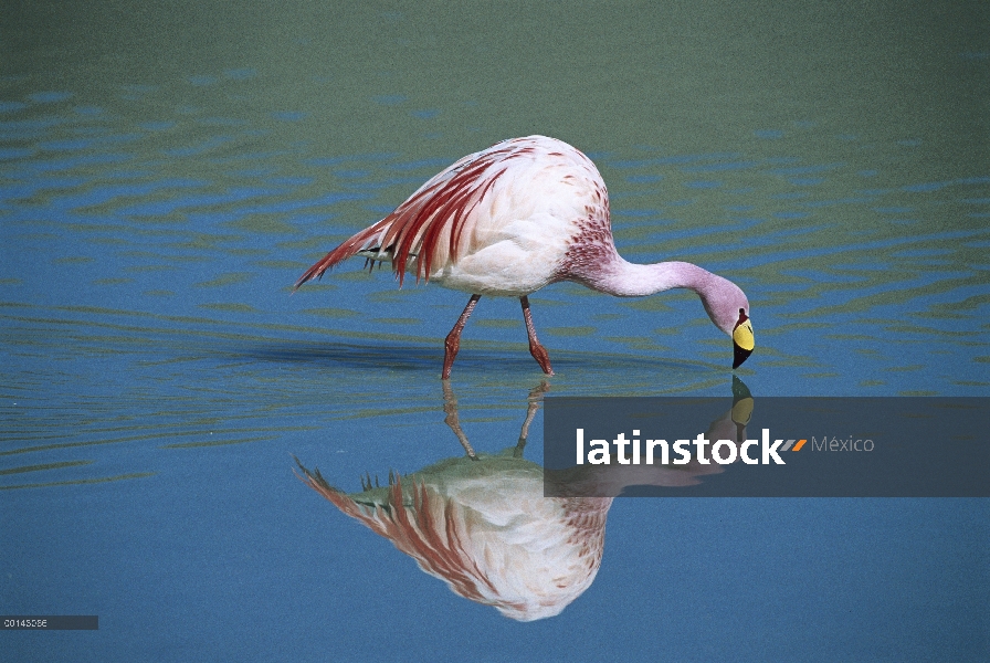 Flamingo del Puna (Phoenicopterus jamesi) raro, alimentación en Laguna Colorada, altamente adaptado 