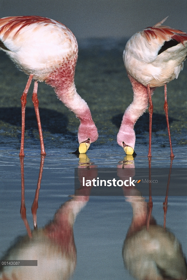 Par raros, Puna Flamingo (Phoenicopterus jamesi) alimentación en Laguna Colorada, altamente adaptado