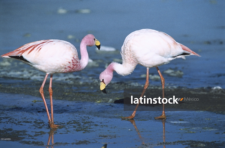 Par raros, Puna Flamingo (Phoenicopterus jamesi) alimentación en Laguna Colorada, altamente adaptado