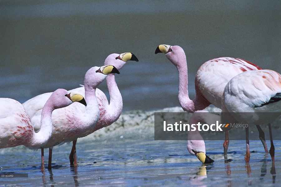 Puna Flamingo (Phoenicopterus jamesi) raro, acuden alimentación, altamente adaptado para alimentarse