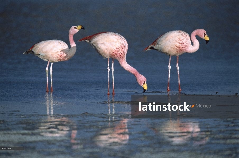 Puna Flamingo (Phoenicopterus jamesi) raro, tres bebiendo de manantiales de agua dulce a lo largo de