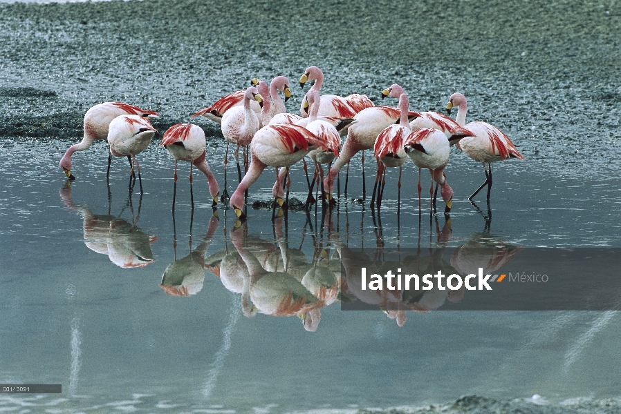 Rebaño raro, Puna Flamingo (Phoenicopterus jamesi) alimentándose de diatomeas que añadir tinte rojo 