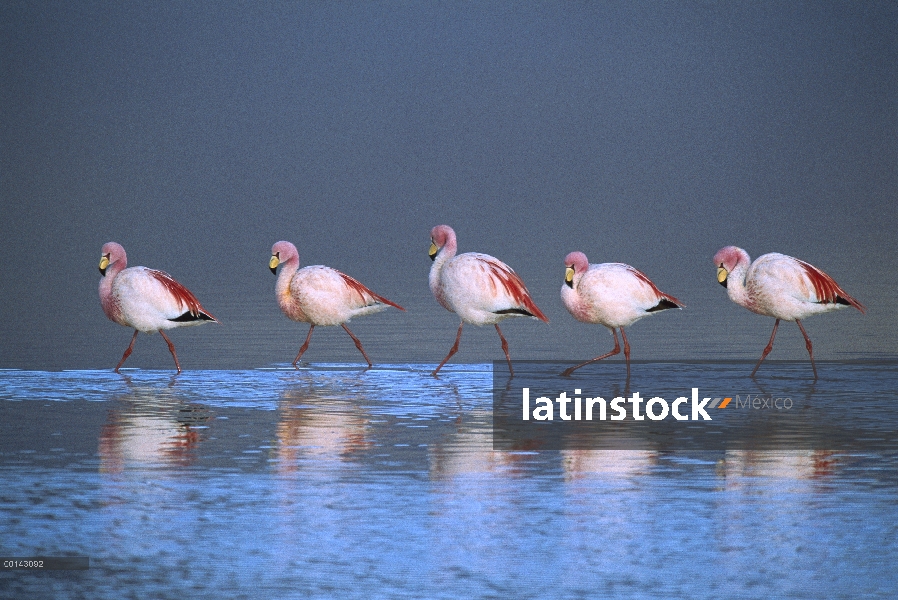 Puna Flamingo (Phoenicopterus jamesi) raro, rebaño caminando en una línea en lago teñida de rojo por