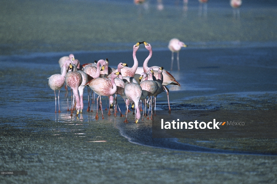 Rebaño raro, Puna Flamingo (Phoenicopterus jamesi) bebiendo de manantiales de agua dulce a lo largo 