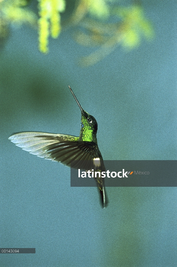 Buff-winged Colibrí del sol (Coeligena lutetiae) vuelo de colibrí en nube del bosque, ladera oeste, 