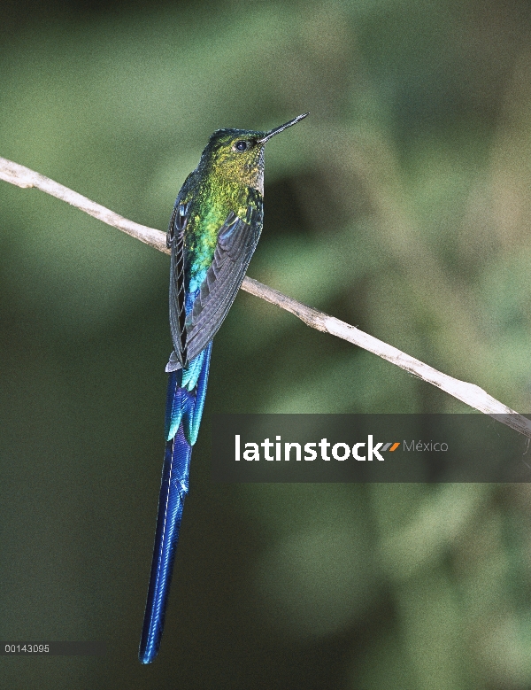 Violeta-cola Silfo (Aglaiocercus coelestis) colibrí macho perchado en la rama en el bosque nuboso en