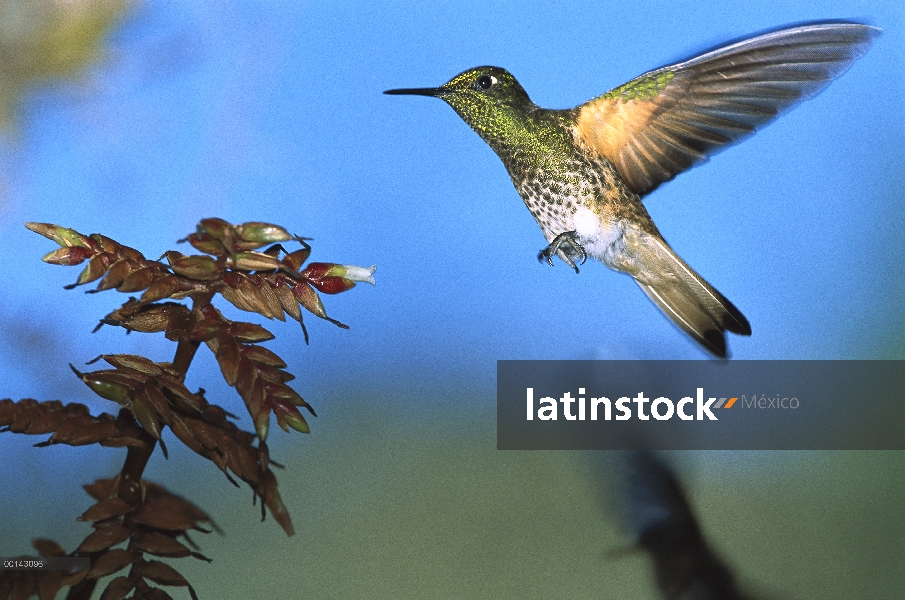 Colibrí de corona (Boissonneaua flavescens) cola de Buff en bromelias en el bosque nuboso en la lade