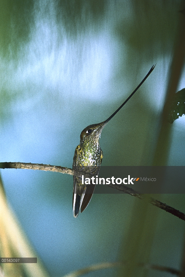 Colibrí pico espada (Ensifera ensifera) perchado en el bosque montano a lo largo de la vertiente ori