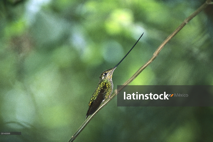 Espada-billed Hummingbird (Ensifera ensifera) perchado en el bosque montano a lo largo de la vertien