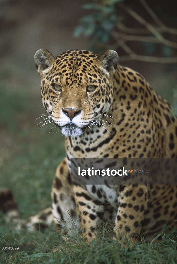 Retrato de Jaguar (Panthera onca), Ecuador