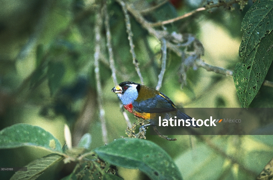 Toucan Barbet (Semnornis ramphastinus), alimentándose de bayas en la ladera occidental del bosque de