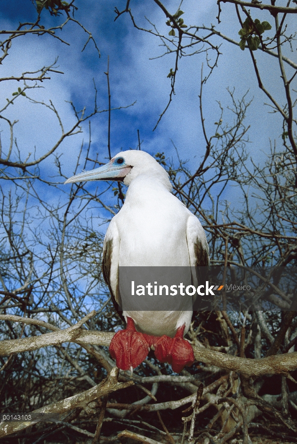 Rojo-footed Booby (Sula sula) morfo blanco representa sólo el cinco por ciento de la población de Ga