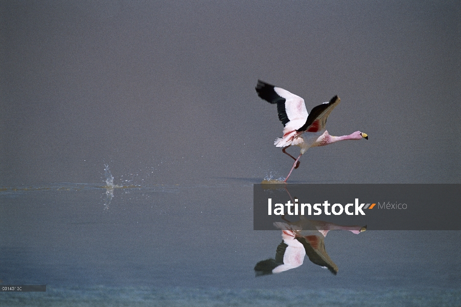 Puna Flamingo (Phoenicopterus jamesi) despegaba de Laguna Colorada, Bolivia