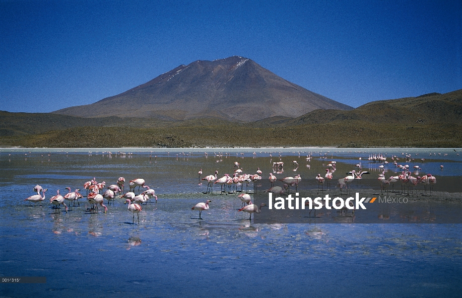 Rebaño de Puna Flamingo (Phoenicopterus jamesi) alimentación en la Laguna Hedionda, Bolivia