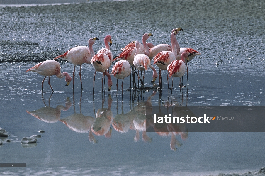 Rebaño de Puna Flamingo (Phoenicopterus jamesi) alimentación en la Laguna Hedionda, Bolivia