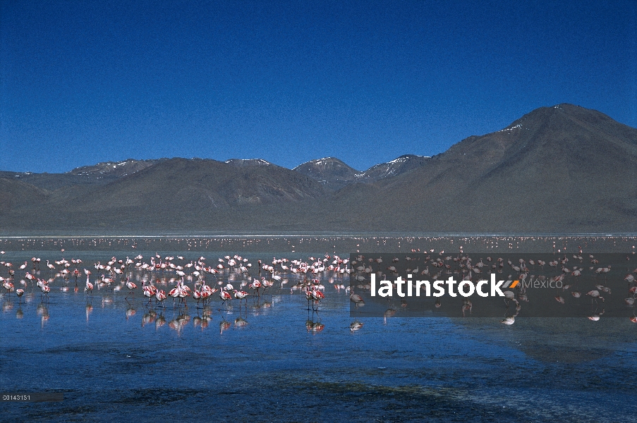 Rebaño de Puna Flamingo (Phoenicopterus jamesi) alimentación en Laguna Colorada, Bolivia