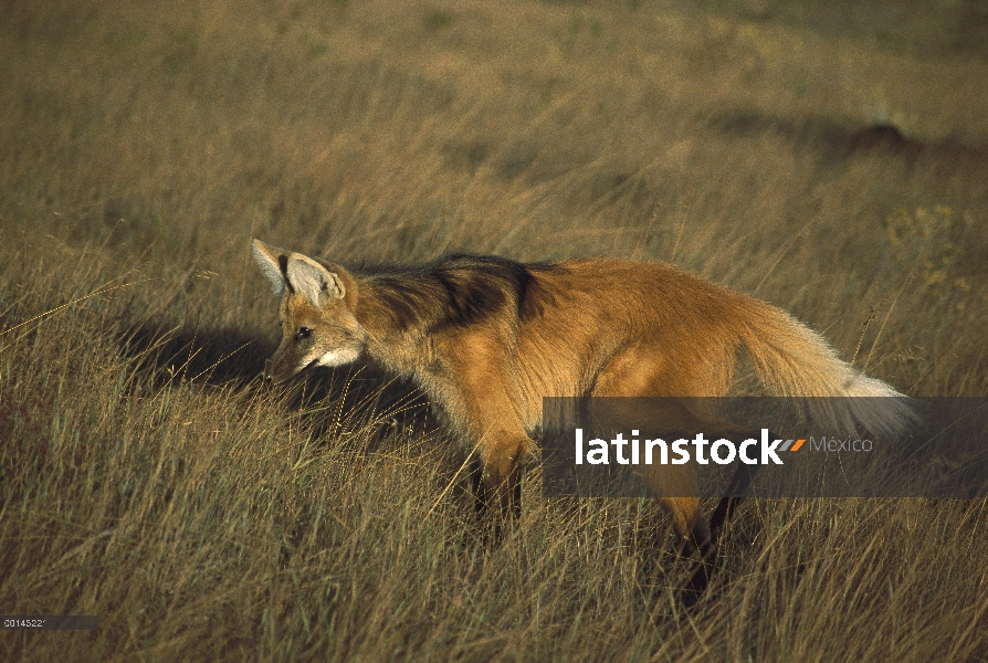 Crin lobo (Brachyurus de Chrysocyon) acoso roedor hierba densa, cola levantada muestra entusiasmo, P