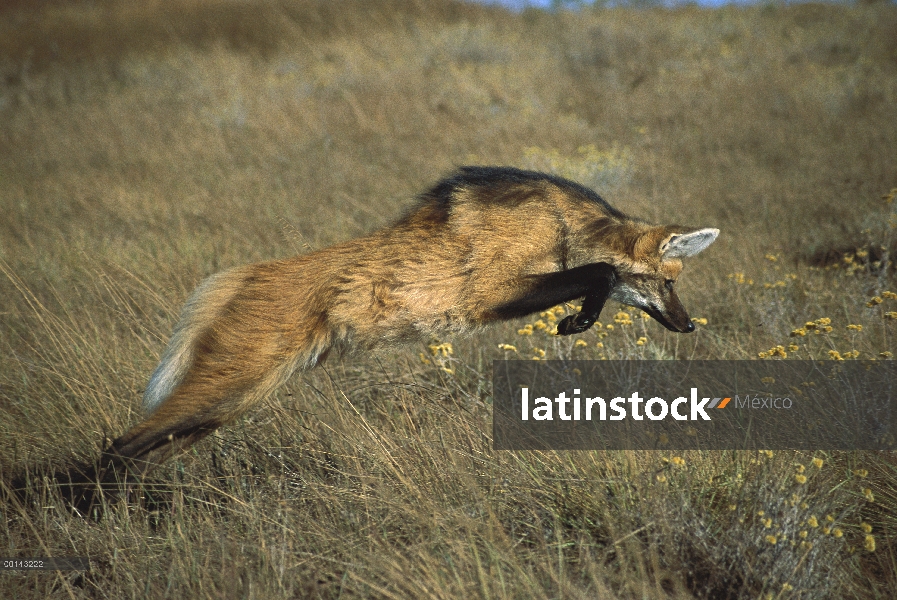 Lobo de crin (Chrysocyon brachyurus) pouncing en roedores escondidos en la densa hierba, Parque Naci