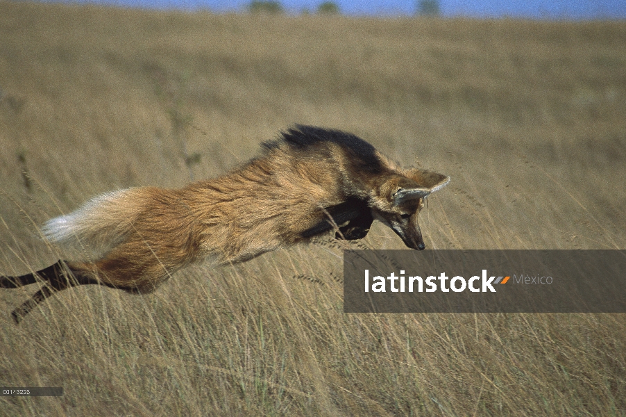 Lobo de crin (Chrysocyon brachyurus) pouncing en roedores escondidos en la densa hierba, Parque Naci