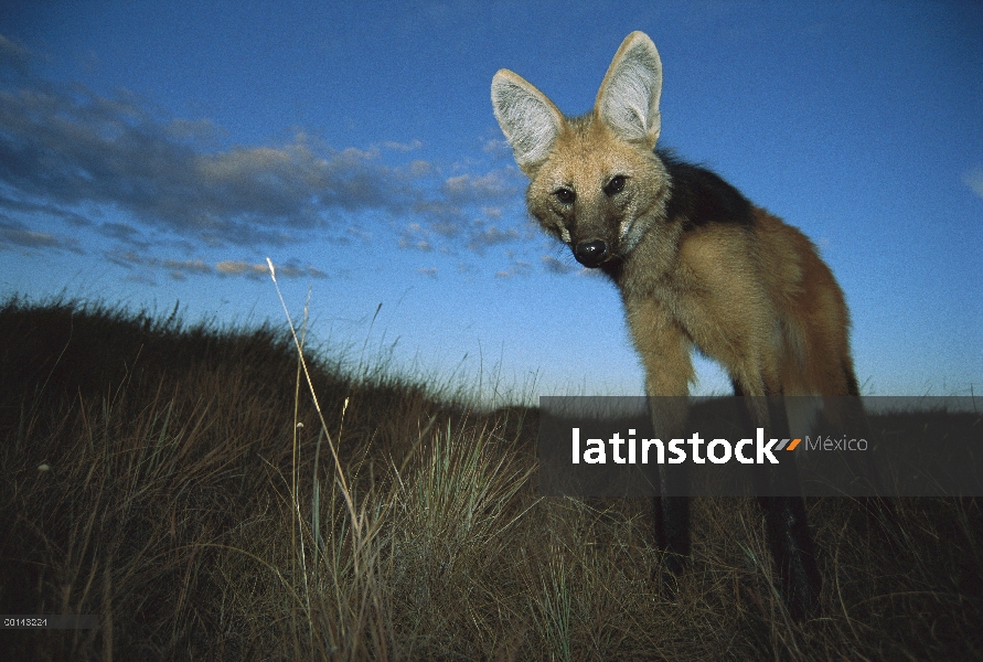 Lobo de crin (Chrysocyon brachyurus) salir a cazar al anochecer, principalmente un animal nocturno, 