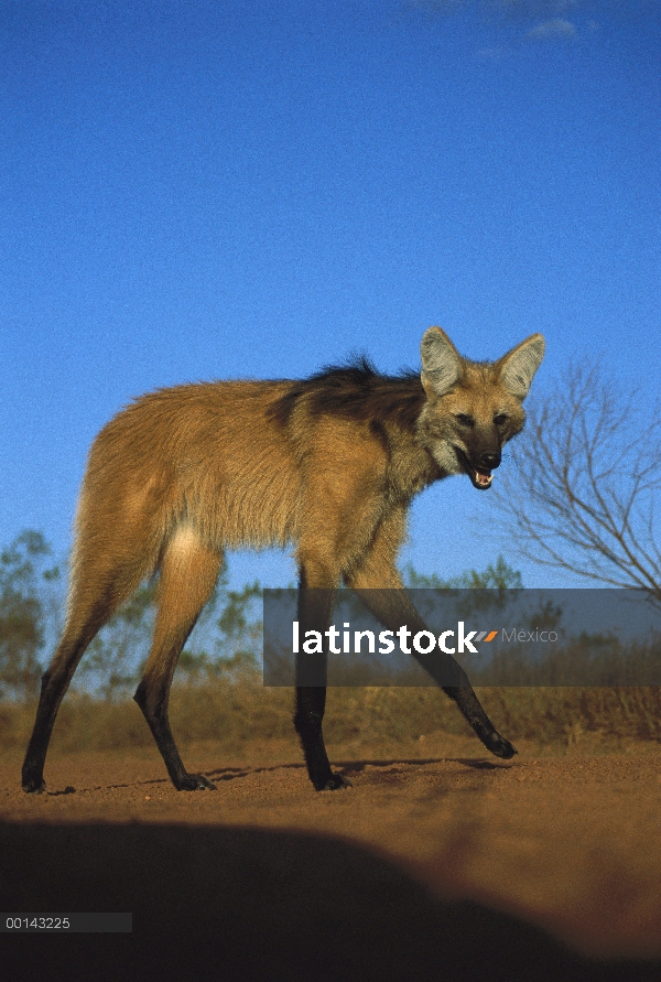 Crin lobo (Brachyurus de Chrysocyon) stilt-como las patas adaptadas para móviles a largas distancias