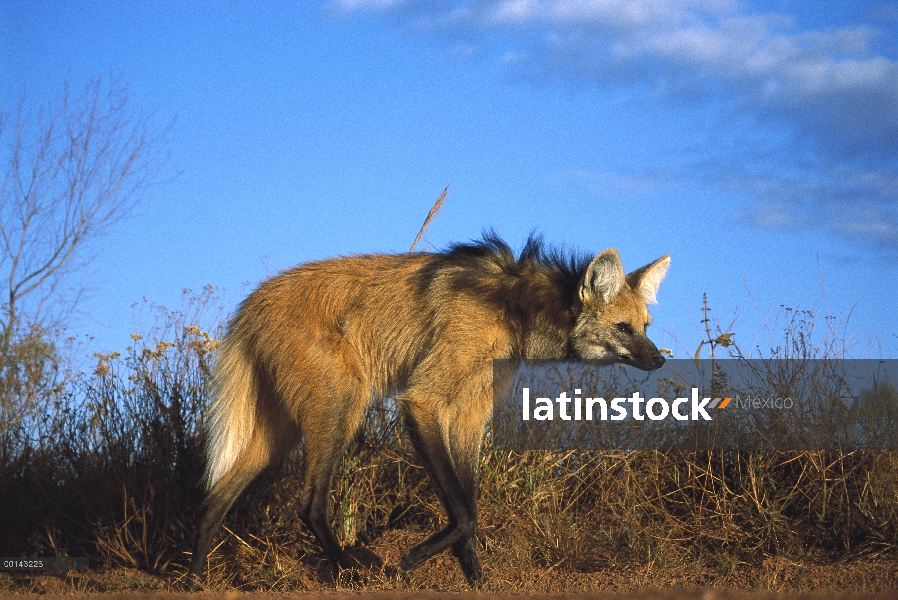 Crin lobo (Brachyurus de Chrysocyon) stilt-como las patas adaptadas para móviles a largas distancias