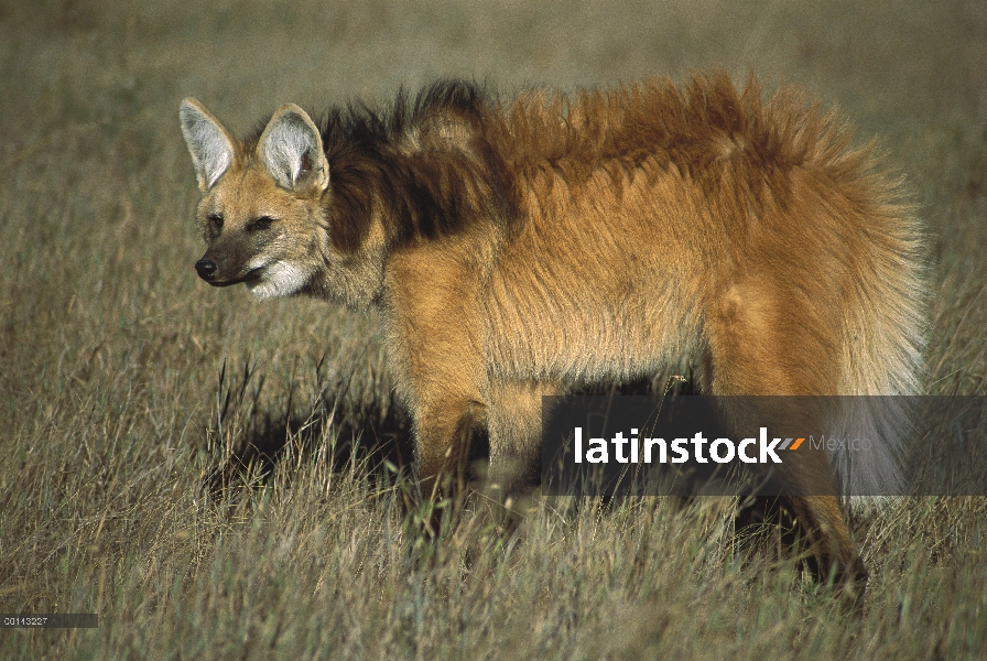 Crin mujer lobo (Brachyurus de Chrysocyon) levantando sus plumas del cuello al intruso percibido, Pa