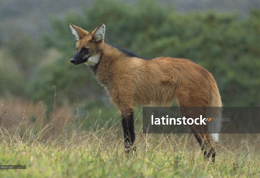 Crin pie de lobo (Brachyurus de Chrysocyon) retrato en pastizales abiertos Cerrado, Parque Nacional 