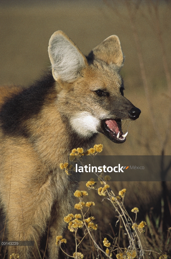 Retrato de lobo (Brachyurus de Chrysocyon) crin con la boca abierta, en abierto Cerrado praderas, Pa