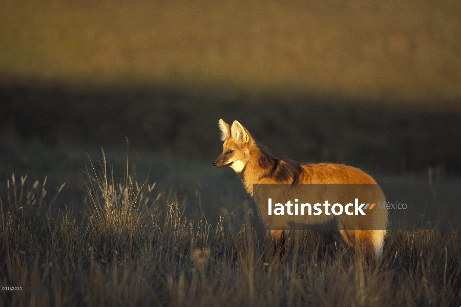 Cazador solitario de crin lobo (Brachyurus de Chrysocyon) de pastizales abiertos Cerrado, Parque Nac