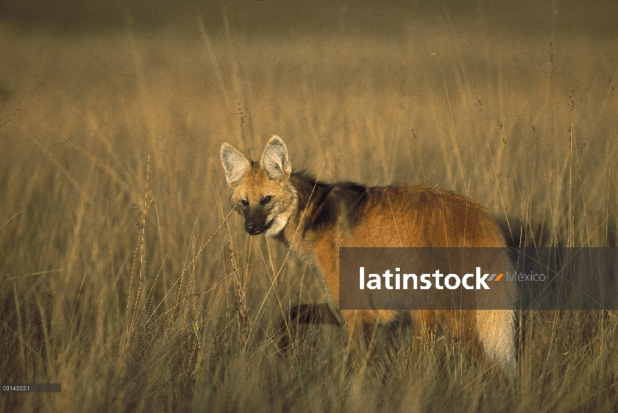 Lobo de crin (Chrysocyon brachyurus) patrullando el territorio inmenso de abierto Cerrado praderas h