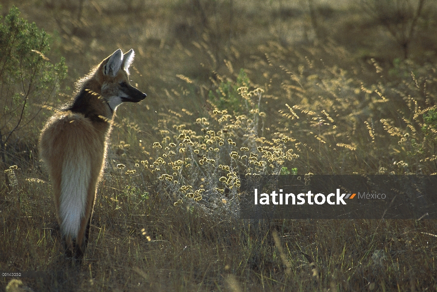 Lobo de crin (Chrysocyon brachyurus) caza en pastizales en la tarde durante la estación seca, Parque