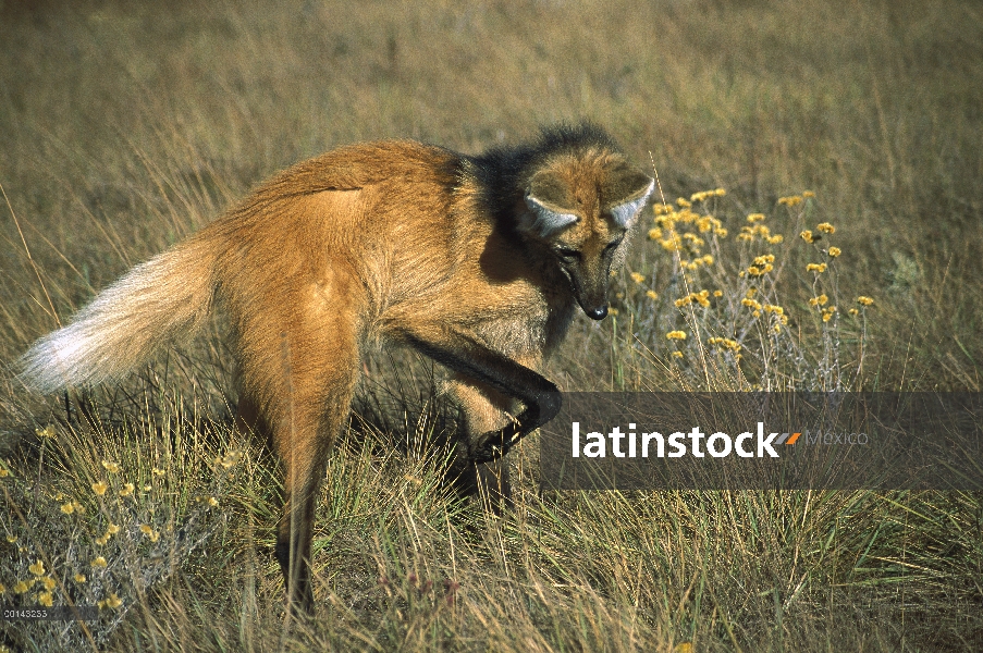 Crin lobo (Brachyurus de Chrysocyon) acoso roedor hierba densa, cola levantada muestra entusiasmo, P