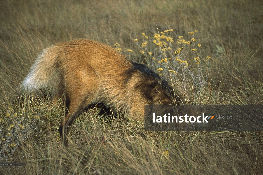 Lobo de crin (Chrysocyon brachyurus) captura de roedor escondite en hierba densa, Parque Nacional Si