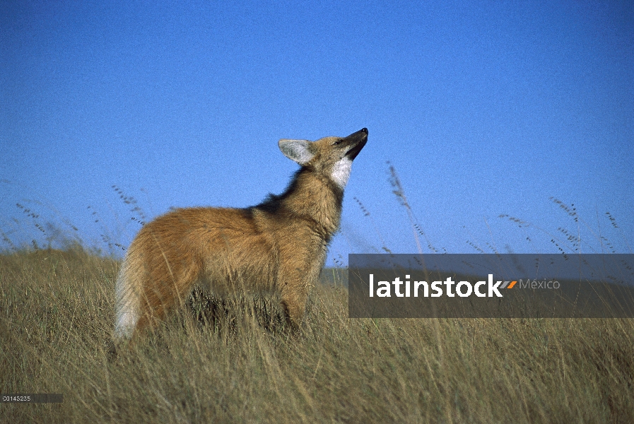 Lobo de crin (Chrysocyon brachyurus) con agudo sentido del olfato para localizar roedores en pradera