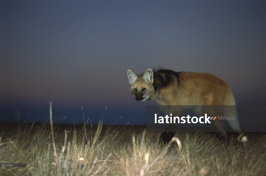 Lobo de crin (Chrysocyon brachyurus) salir a cazar al anochecer, principalmente un animal nocturno, 